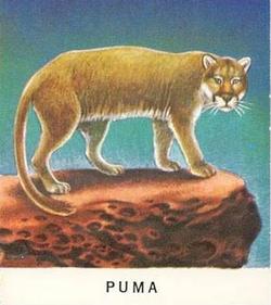 1960 Golden Press Animals #36 Puma Front