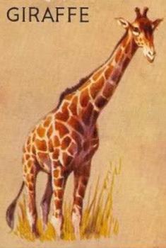 1935 Schranz & Bieber Animals (R15-1 Unnumbered) #NNO Giraffe Front