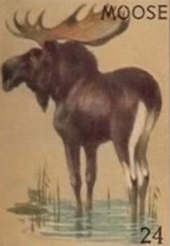 1935 Schranz & Bieber Animals (R15-2 Numbered) #24 Moose Front