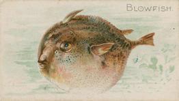 1900 American Tobacco Co. Fish From American Waters (T407) #NNO Blowfish Front