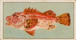 1912 Capstan Navy Cut Tobacco Fish of Australasia #21 Red Rock Cod Front