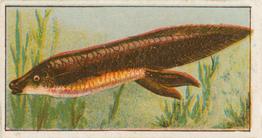 1912 Capstan Navy Cut Tobacco Fish of Australasia #40 Lung Fish Front