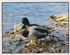 1987 Panini WWF Nature in Danger Stickers #119 Mallard Front