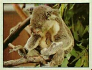 1986 Panini Threatened Animals Stickers #15 Koala Bear Front