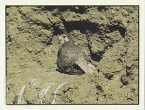 1986 Panini Threatened Animals Stickers #25 Prairie Falcon Front
