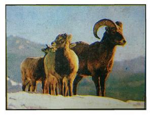 1986 Panini Threatened Animals Stickers #29 Bighorn Sheep Front