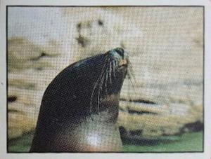 1986 Panini Threatened Animals Stickers #50 Guadalupe Fur Seal Front