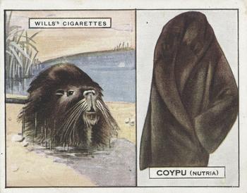 1929 Wills's Animals and Their Furs #3 Coypu or Nutria Front