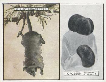 1929 Wills's Animals and Their Furs #16 Opossum Front