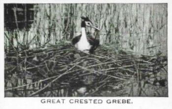 1935 Baldric Wild Birds at Home #25 Great Crested Grebe Front