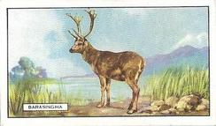 1937 Gallaher Wild Animals #48 Barasingha Front