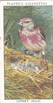 1955 Player's Birds and Their Young (Second Series) (Unreleased) #12 Linnet Front