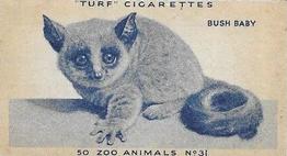 1954 Turf Zoo Animals #31 Bush Baby Front