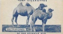1954 Turf Zoo Animals #43 Bactrian Camel Front