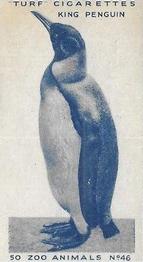 1954 Turf Zoo Animals #46 King Penguin Front