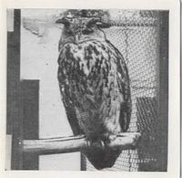 1955 Dryfood Zoo Animals #36 Eagle Owl Front