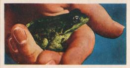 1961 Doctor Teas National Pets #18 Frog Front