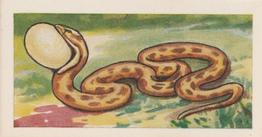 1966 Clover Dairies Animals & Reptiles #23 Snake Front