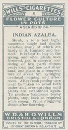 1925 Wills's Flower Culture in Pots #6 Indian Azalea Back