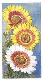 1939 Godfrey Phillips Annuals #8 Annual Chrysanthemum Front