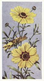 1939 Godfrey Phillips Annuals #10 Coreopsis Front