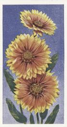 1939 Godfrey Phillips Annuals #16 Gaillardia Front