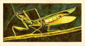 1962 Nabisco Nature Untamed #20 Praying Mantis Front