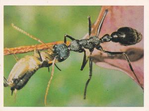 1981 Weet-Bix Backyard Wildlife #8 Bulldog Ants Front