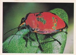 1981 Weet-Bix Backyard Wildlife #10 Jewel Bugs Front