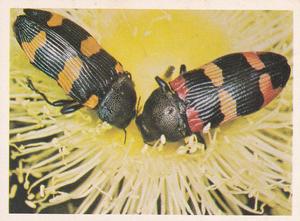 1981 Weet-Bix Backyard Wildlife #16 Jewel Beetles Front