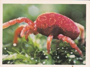 1981 Weet-Bix Backyard Wildlife #19 Red Velvet Mites Front