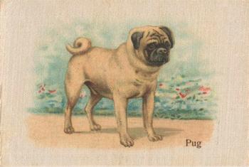 1913 British American Tobacco Best Dogs of their Breed #36 Pug Front