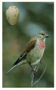 1996 Emerald Collectables Birds and their Eggs #26 Linnet Front