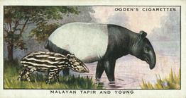 1932 Ogden's Colour In Nature #12 Malayan Tapir and Young Front