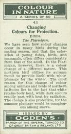 1932 Ogden's Colour In Nature #43 Ptarmigan Back