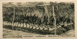 1929 Carreras Malayan Industries #16 Coconut 