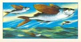 1965 Ovaltine Biscuits Do You Know? #4 How the flying-fish flies Front