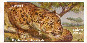 1907 Gartmann Raubtiere (Predators) Serie 197 #3 Der Leopard Front