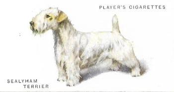 1931 Player's Dogs (A. Wardle Paintings) #48 Sealyham Terrier Front