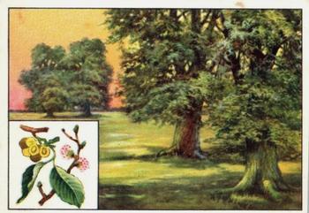1929 Echte Wagner Baume des deutschen Waldes II (Trees of the German Forests) Album 2, Serie 13 #5 Uhne Front