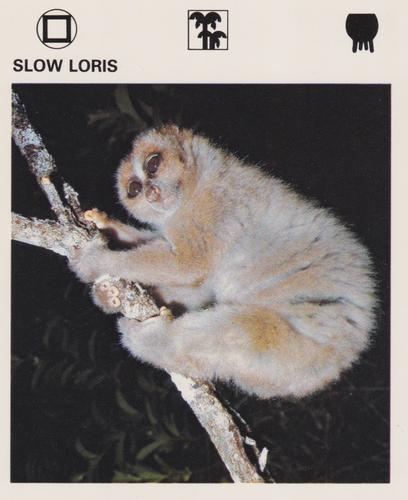 1975-80 Leisure Books Wildlife Treasury #7179-14 Slow Loris Front