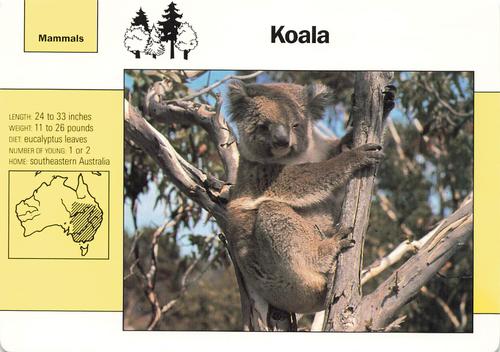 1991-95 Grolier Wildlife Adventure Cards #2.10 Koala Front