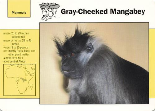 1991-95 Grolier Wildlife Adventure Cards #10.5 Gray-Cheeked Mangabey Front