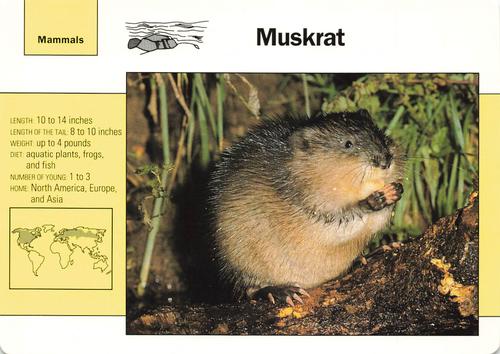1991-95 Grolier Wildlife Adventure Cards #18.4 Muskrat Front