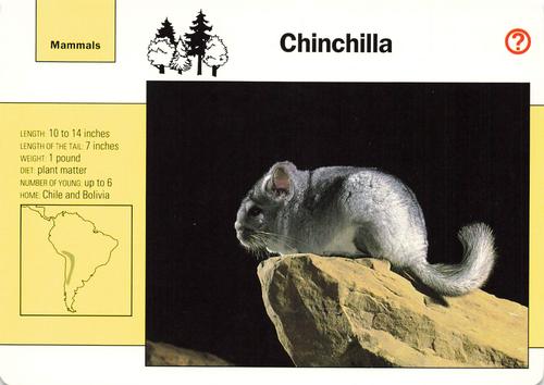 1991-95 Grolier Wildlife Adventure Cards #20.3 Chinchilla Front