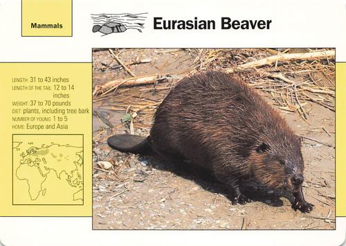 1991-95 Grolier Wildlife Adventure Cards #21.4 Eurasian Beaver Front