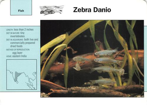 1991-95 Grolier Wildlife Adventure Cards #28.15 Zebra Danio Front