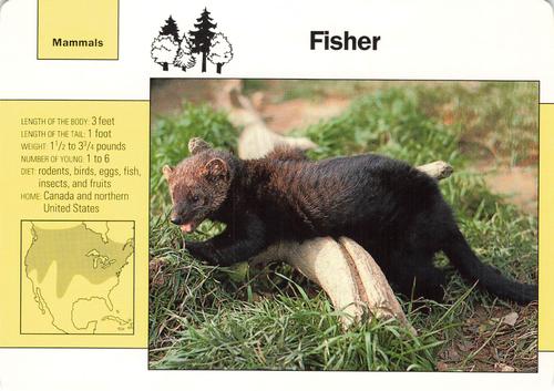 1991-95 Grolier Wildlife Adventure Cards #37.4 Fisher Front