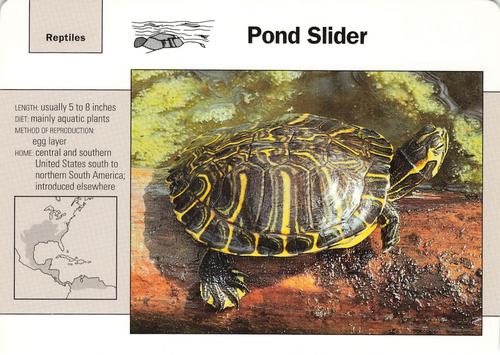 1991-95 Grolier Wildlife Adventure Cards #43.9 Pond Slider Front