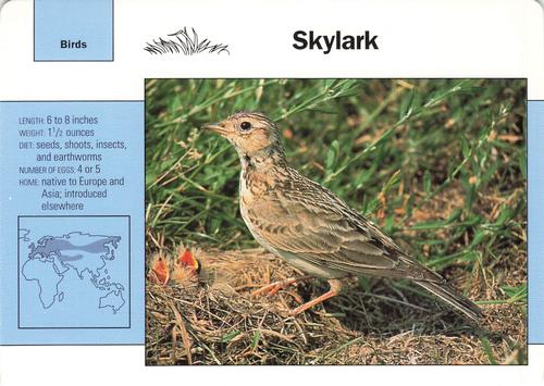 1991-95 Grolier Wildlife Adventure Cards #44.6 Skylark Front